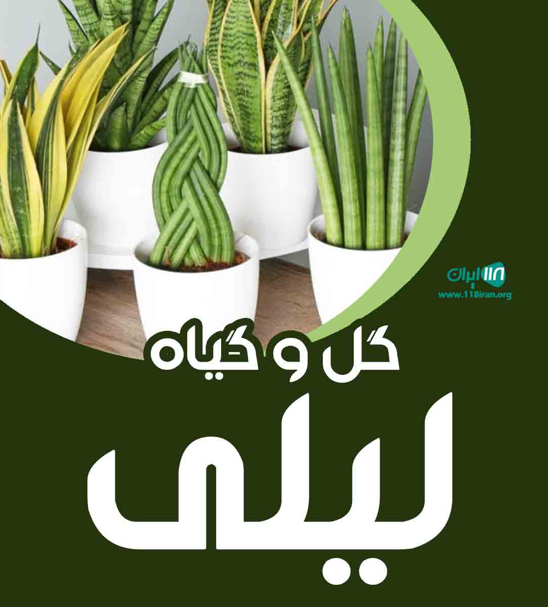 گل و گیاه لیلی در نوشهر