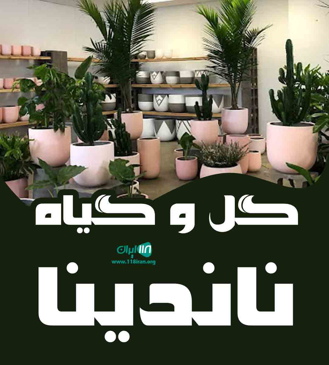 گل و گیاه ناندینا در واجارگاه رودسر