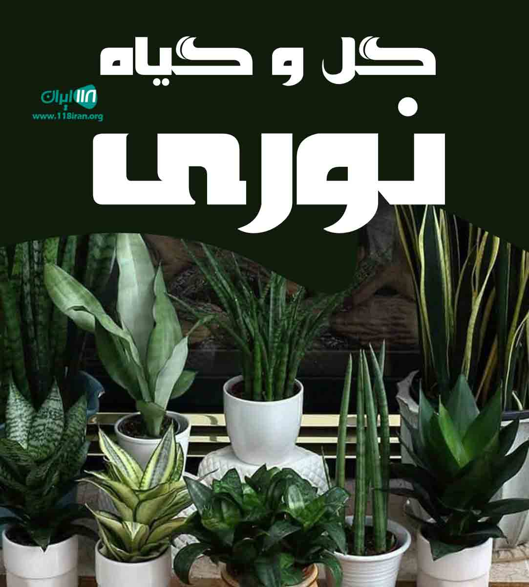 گل و گیاه نوری در شهسوار گل و گیاه نوری در شهسوار