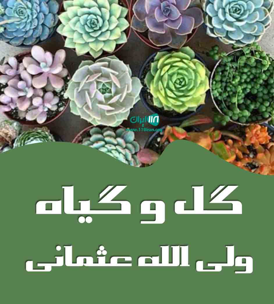 گل و گیاه ولی الله عثمانی در تهران