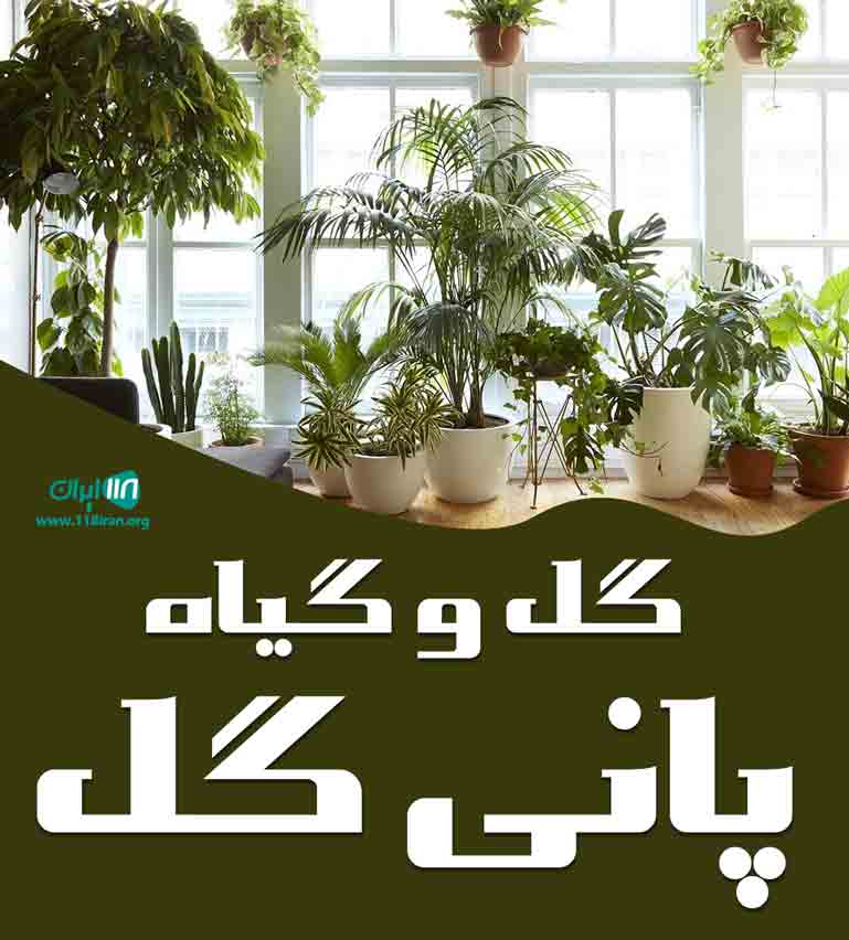 گل و گیاه پانی گل در اصفهان گل و گیاه پانی گل در اصفهان