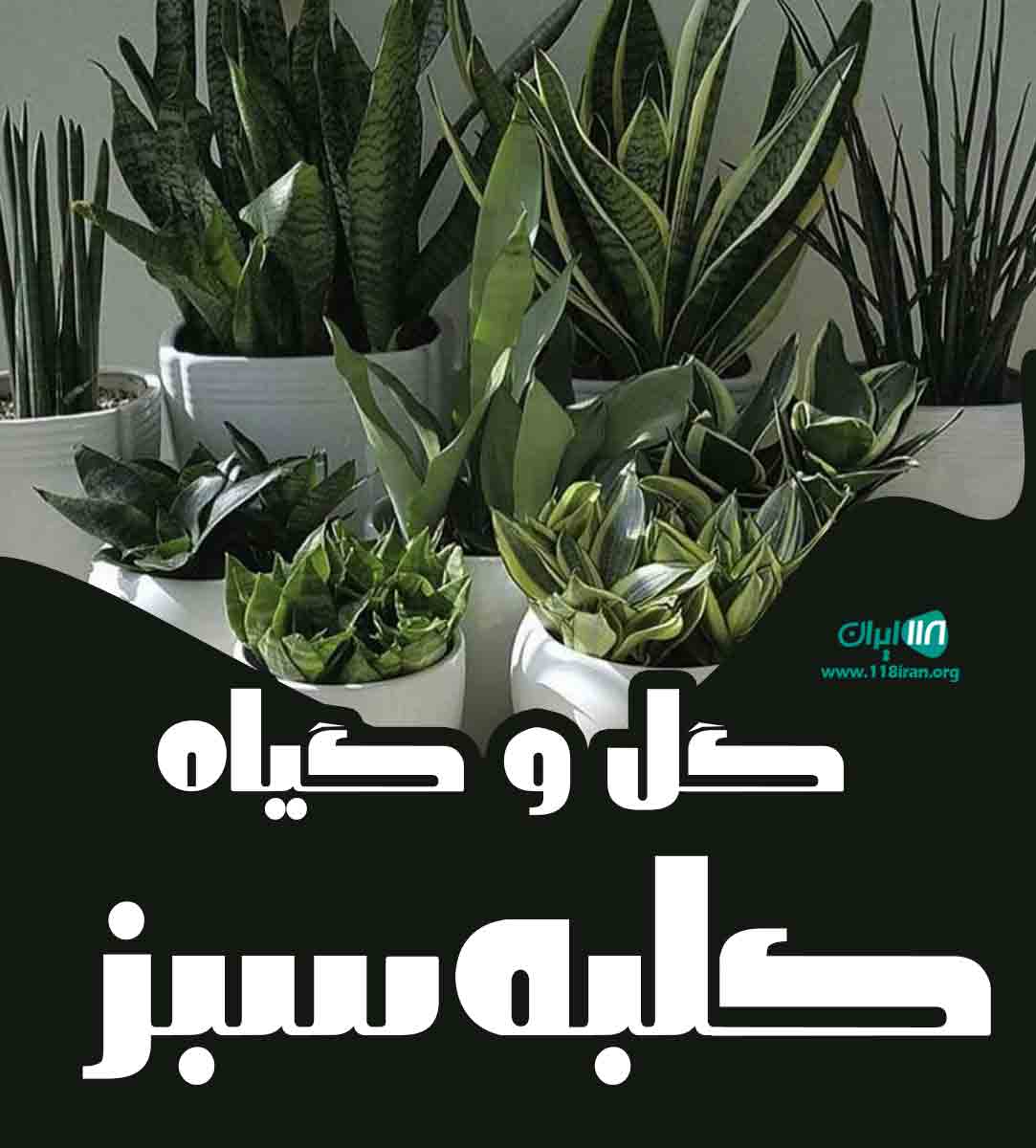 گل و گیاه کلبه سبز در کرمان