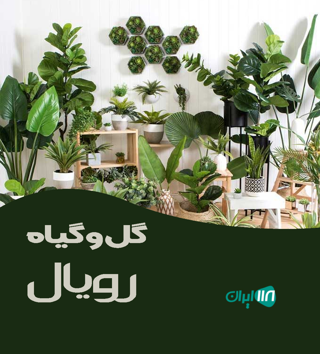 گل و گیاه رویال در یزد گل و گیاه رویال در یزد