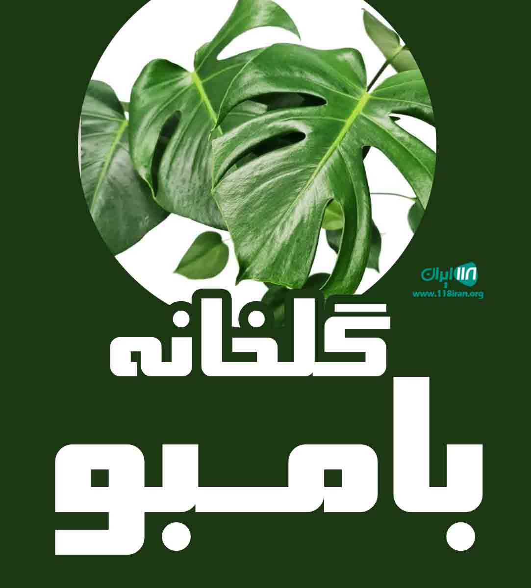 گلخانه بامبو در عباس آباد مازندران گلخانه بامبو در عباس آباد مازندران