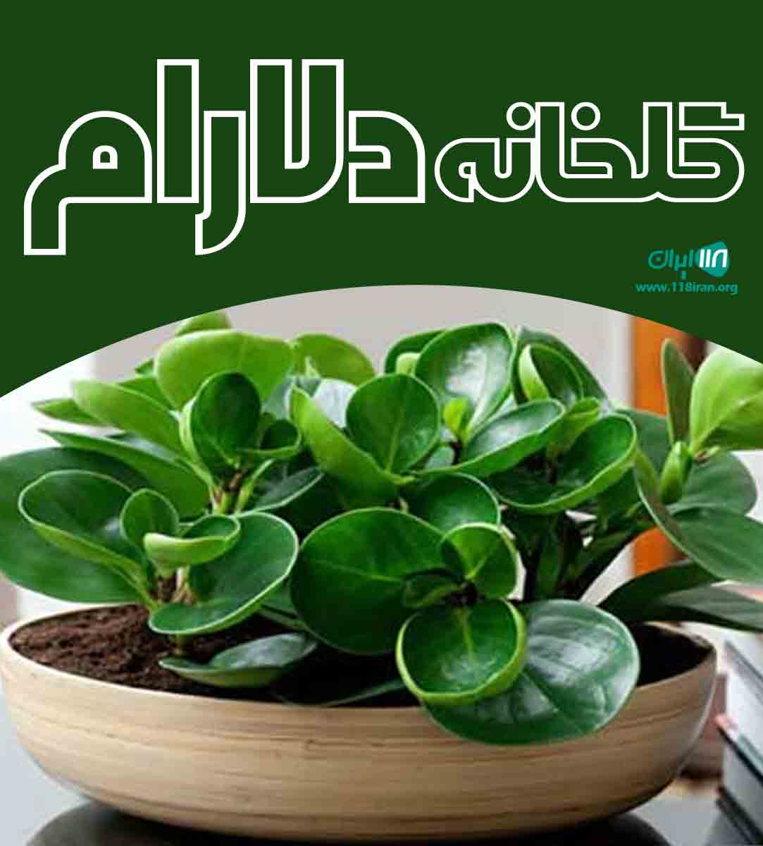 گلخانه دلارام در ساری گلخانه دلارام در ساری