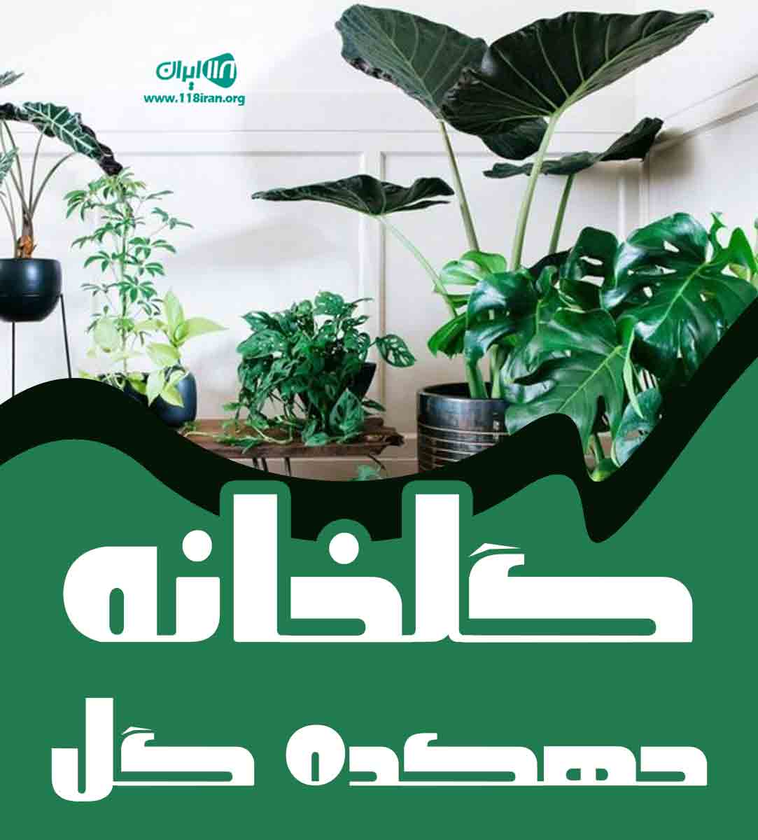 گلخانه دهکده گل در محمودآباد گلخانه دهکده گل در محمودآباد