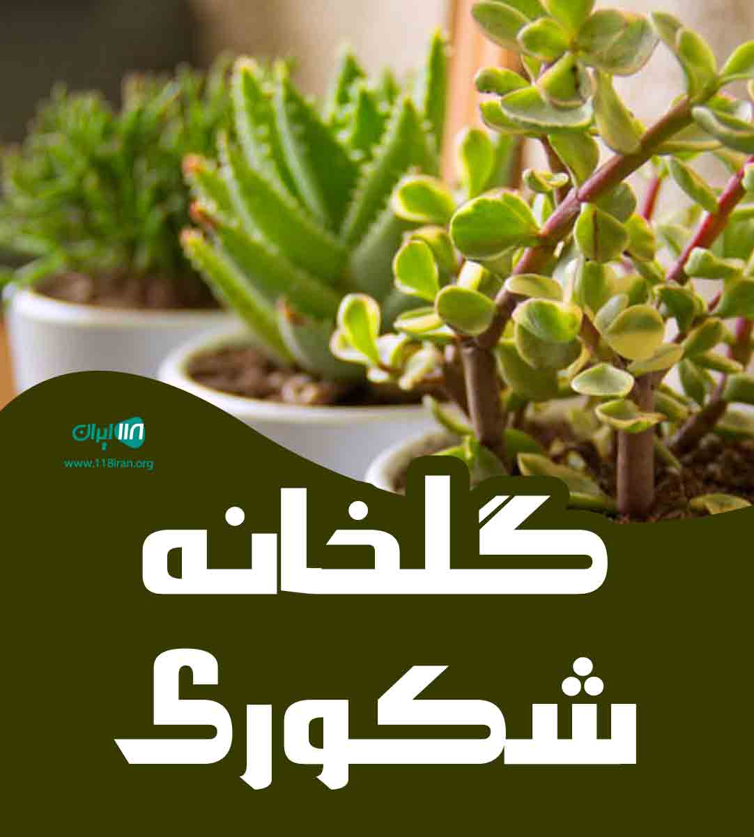 گلخانه شکوری در تنکابن گلخانه شکوری در تنکابن
