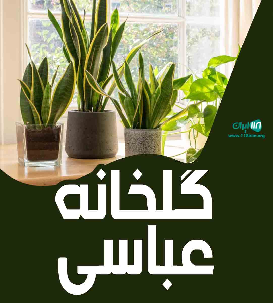 گلخانه عباسی در عباس آباد گلخانه عباسی در عباس آباد