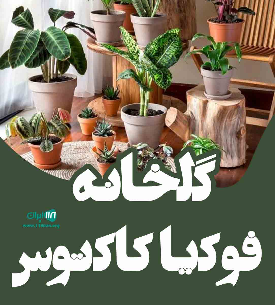 گلخانه فوکیا کاکتوس در شیراز گلخانه فوکیا کاکتوس در شیراز