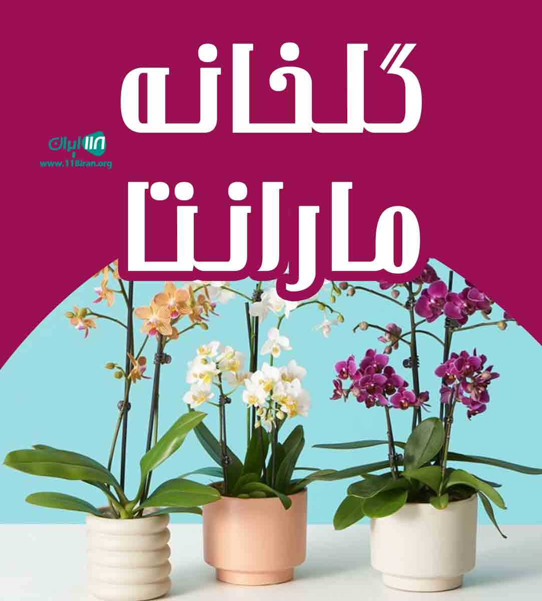گلخانه مارانتا در عباس آباد در مازندران گلخانه مارانتا در عباس آباد در مازندران