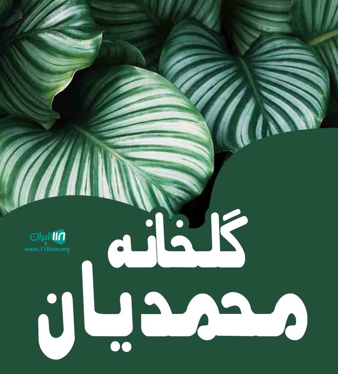 گلخانه محمدیان در مازندران گلخانه محمدیان در مازندران