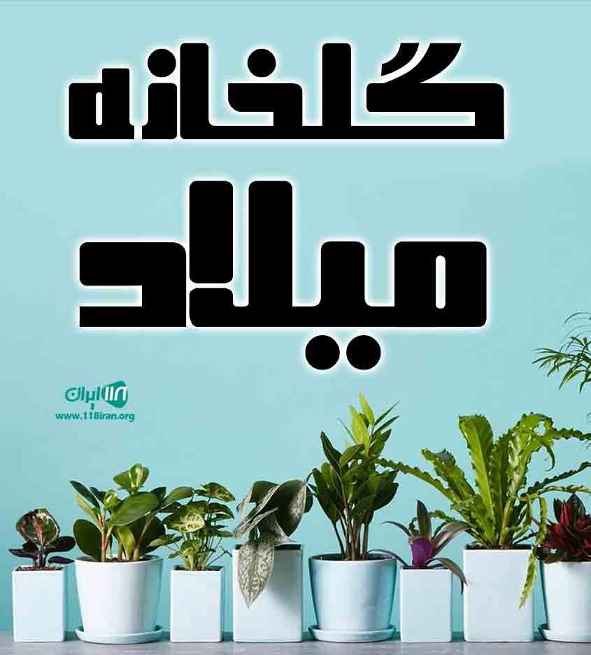 گلخانه میلاد در تاکستان قزوین