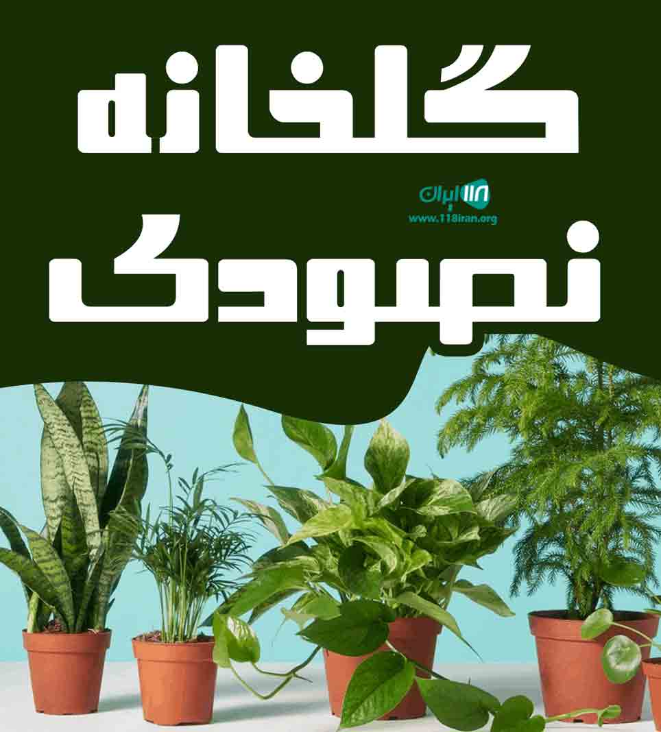 گلخانه نصودی در چالکش در تنکابن گلخانه نصودی در چالکش در تنکابن