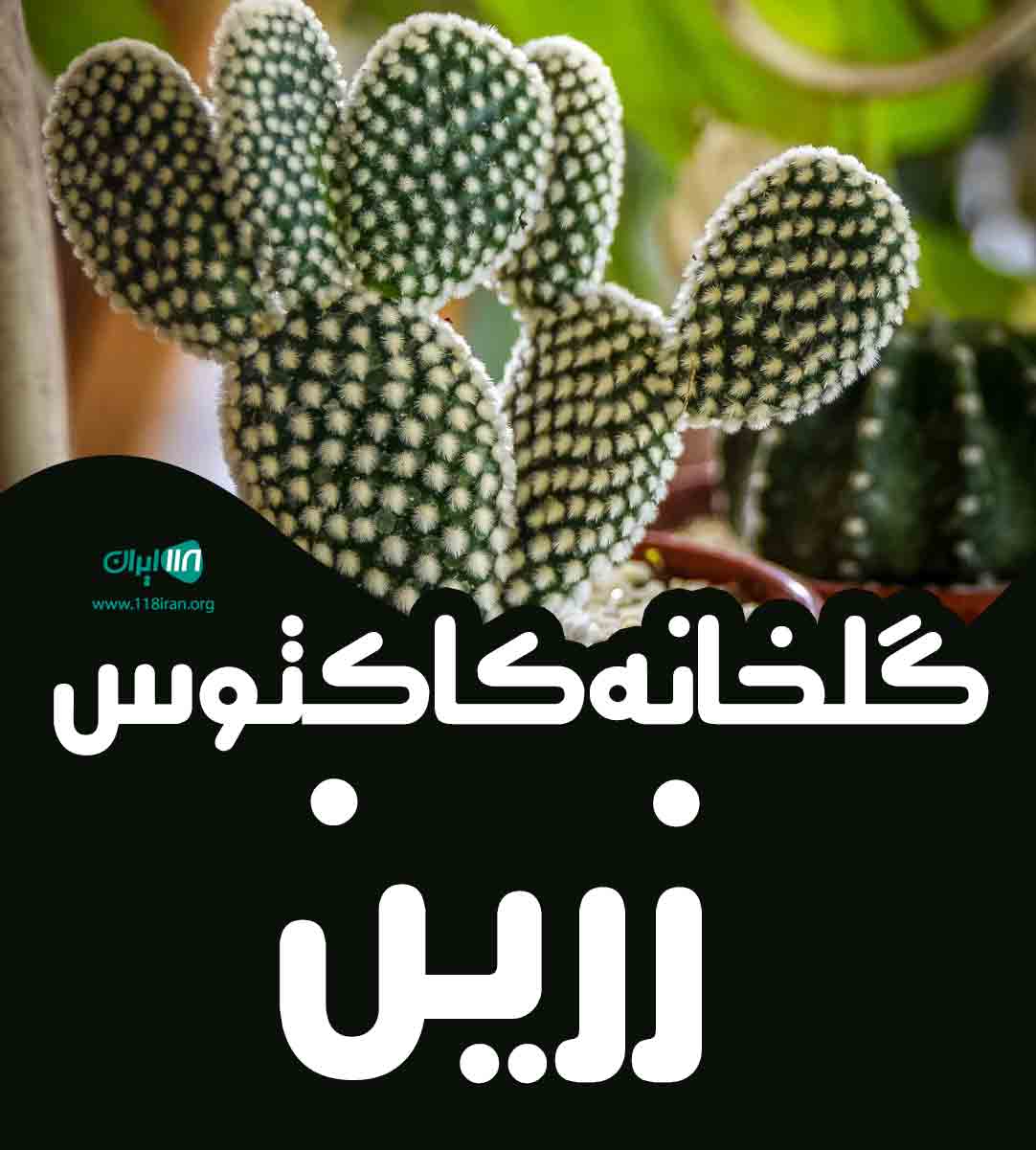 گلخانه کاکتوس زرین در رامهرمز گلخانه کاکتوس زرین در رامهرمز
