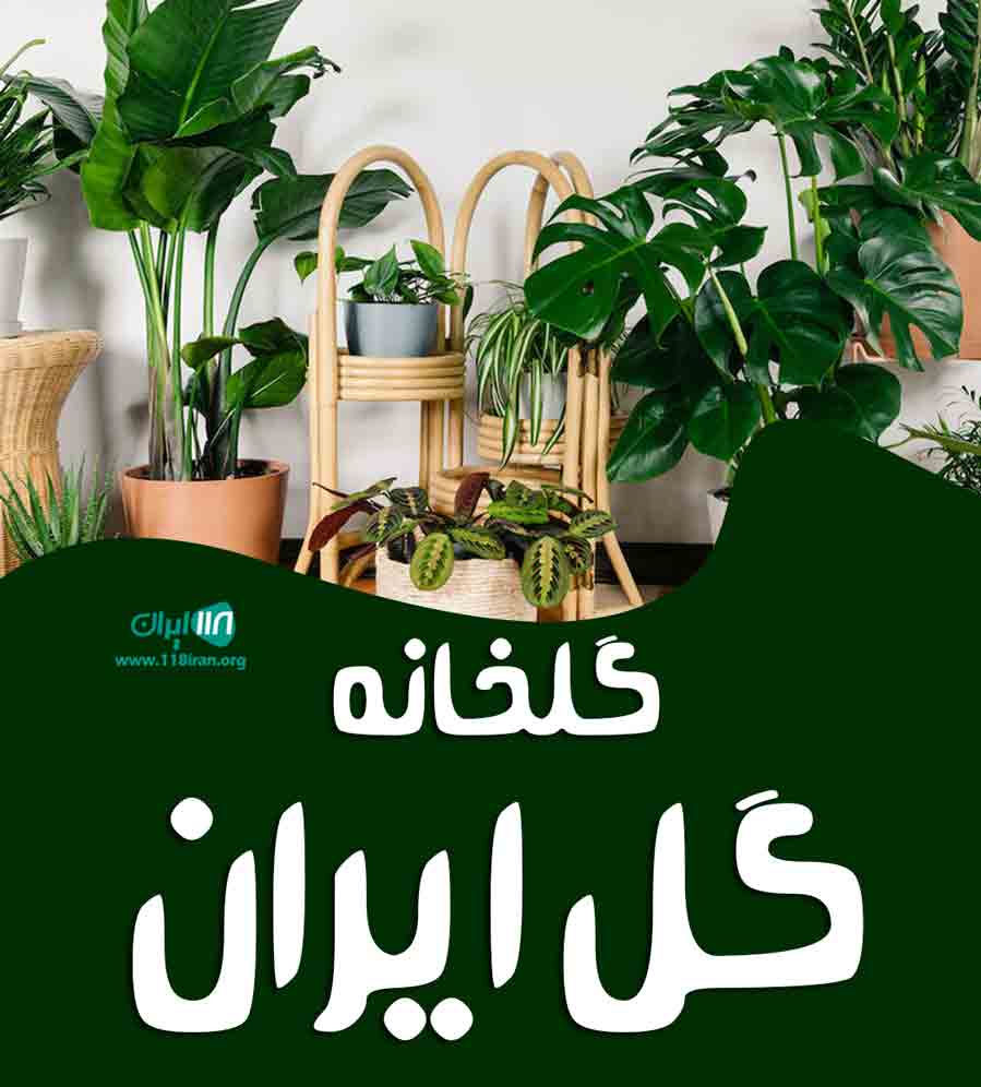 گلخانه گل ایران در شاندیز مشهد گلخانه گل ایران در شاندیز مشهد