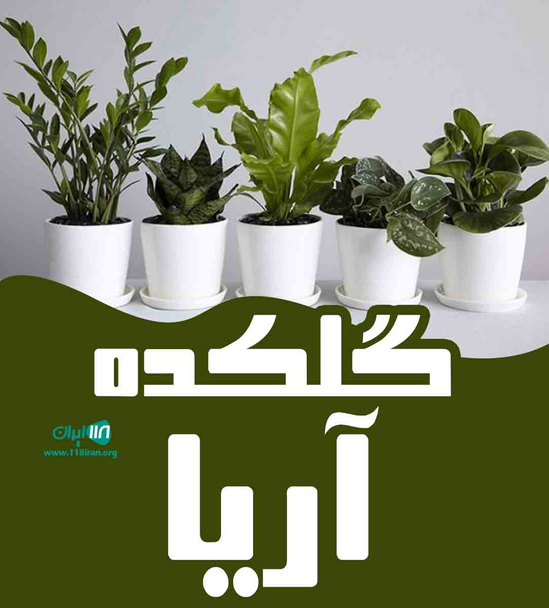 گلکده آریا در واجارگاه گیلان گلکده آریا در واجارگاه گیلان