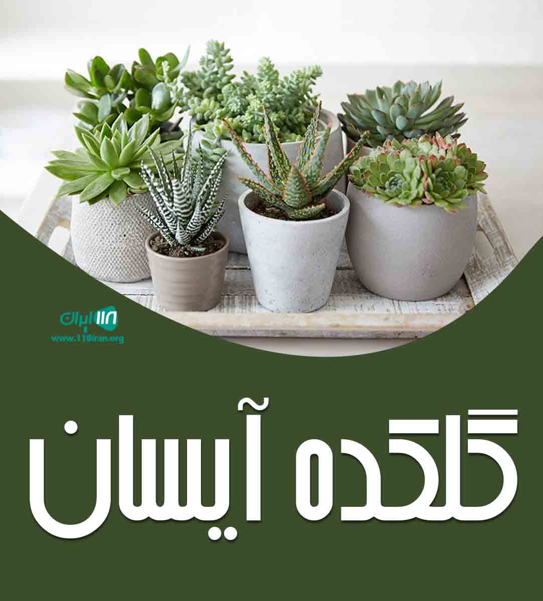 گلکده آیسان در بندرکیاشهر گلکده آیسان در بندرکیاشهر
