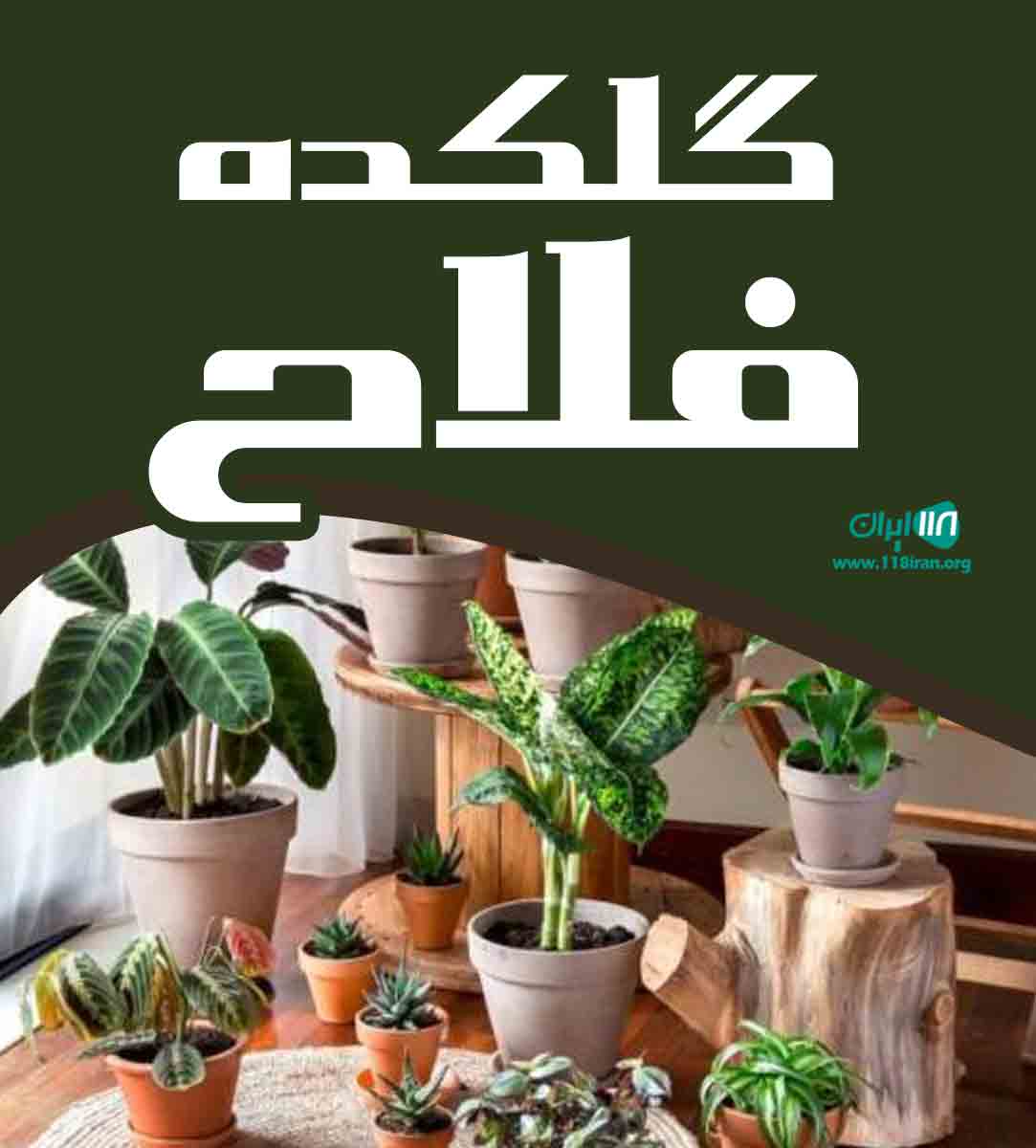 گلکده فلاح در آمل مازندران گلکده فلاح در آمل مازندران
