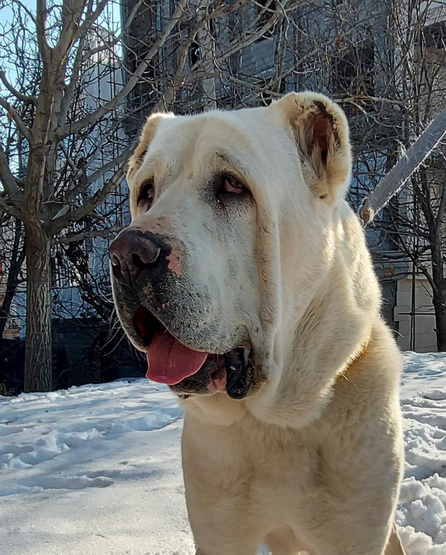 پرورش سگ آلابای لویال در گلستان