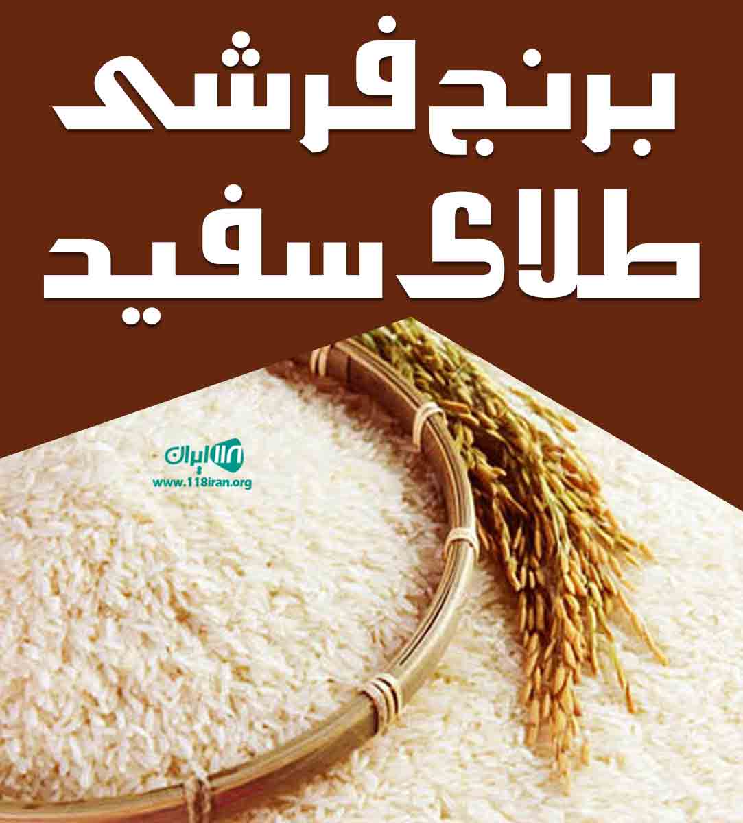 برنج فرشی طلای سفید در رشت کوچصفهان برنج فرشی طلای سفید در رشت کوچصفهان
