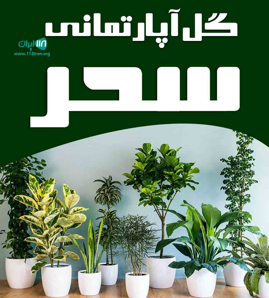 گل آپارتمانی سحر در بابلسر مازندران