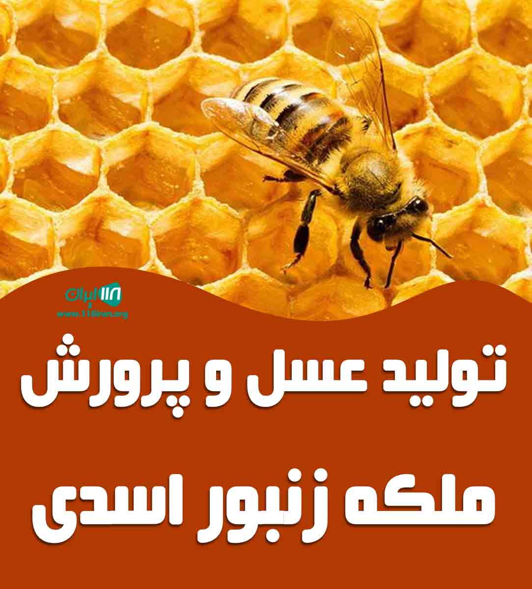 تولید عسل و پرورش ملکه زنبور اسدی در زرند کرمان تولید عسل و پرورش ملکه زنبور اسدی در زرند کرمان