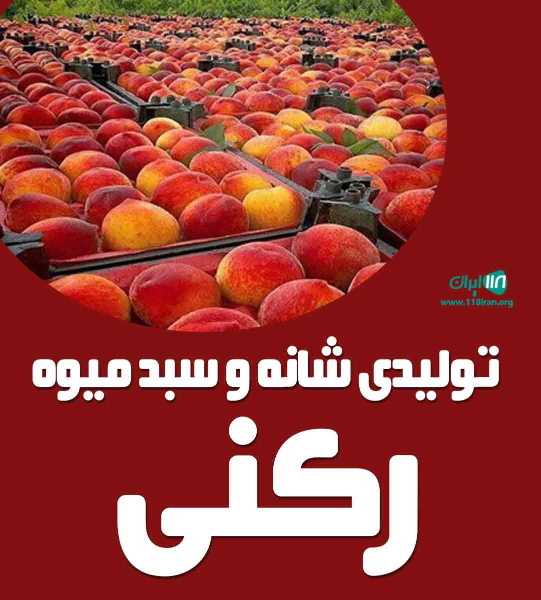 تولیدی شانه و سبد میوه رکنی در گلستان کردکوی تولیدی شانه و سبد میوه رکنی در گلستان کردکوی