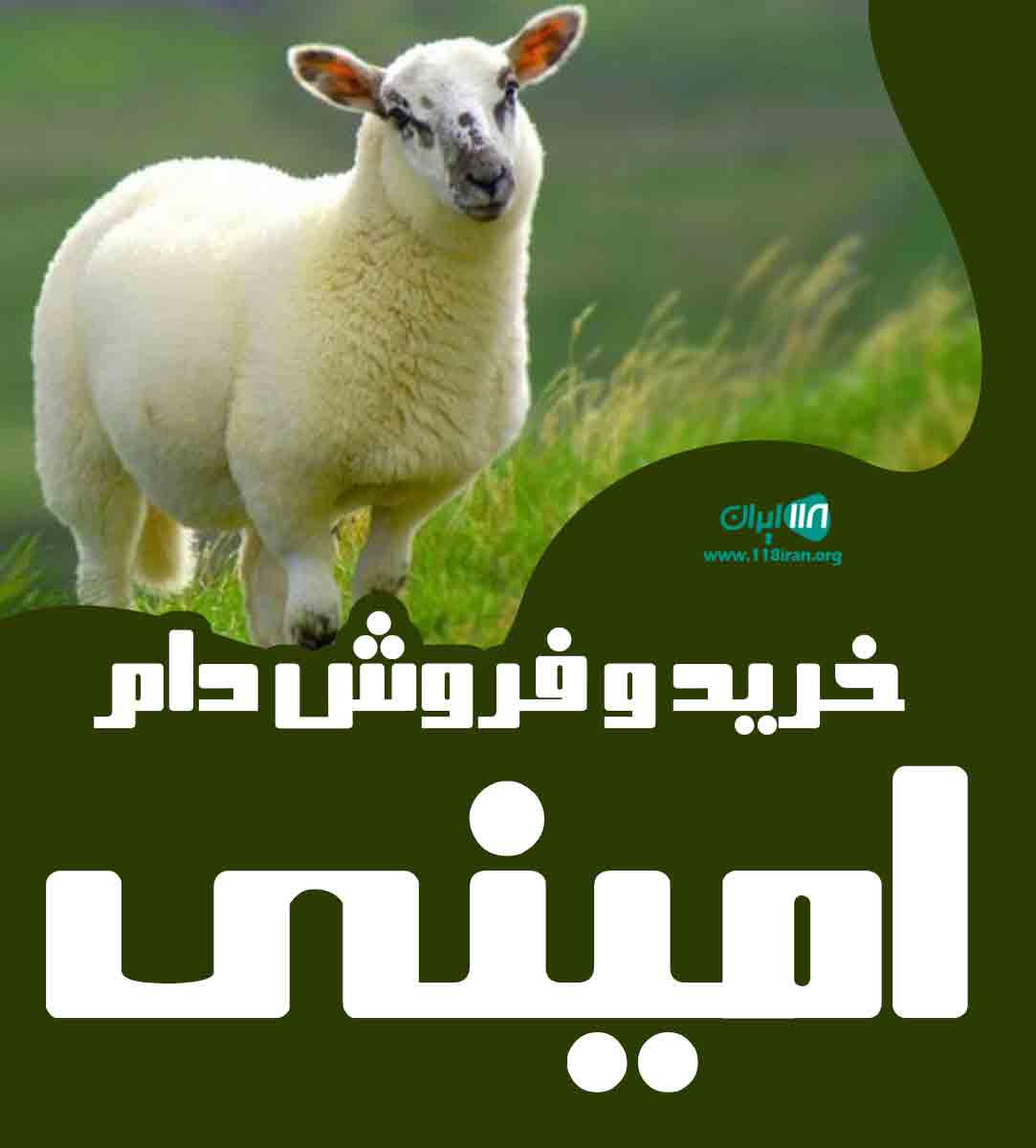 خرید و فروش دام امینی در بوکان خرید و فروش دام امینی در بوکان