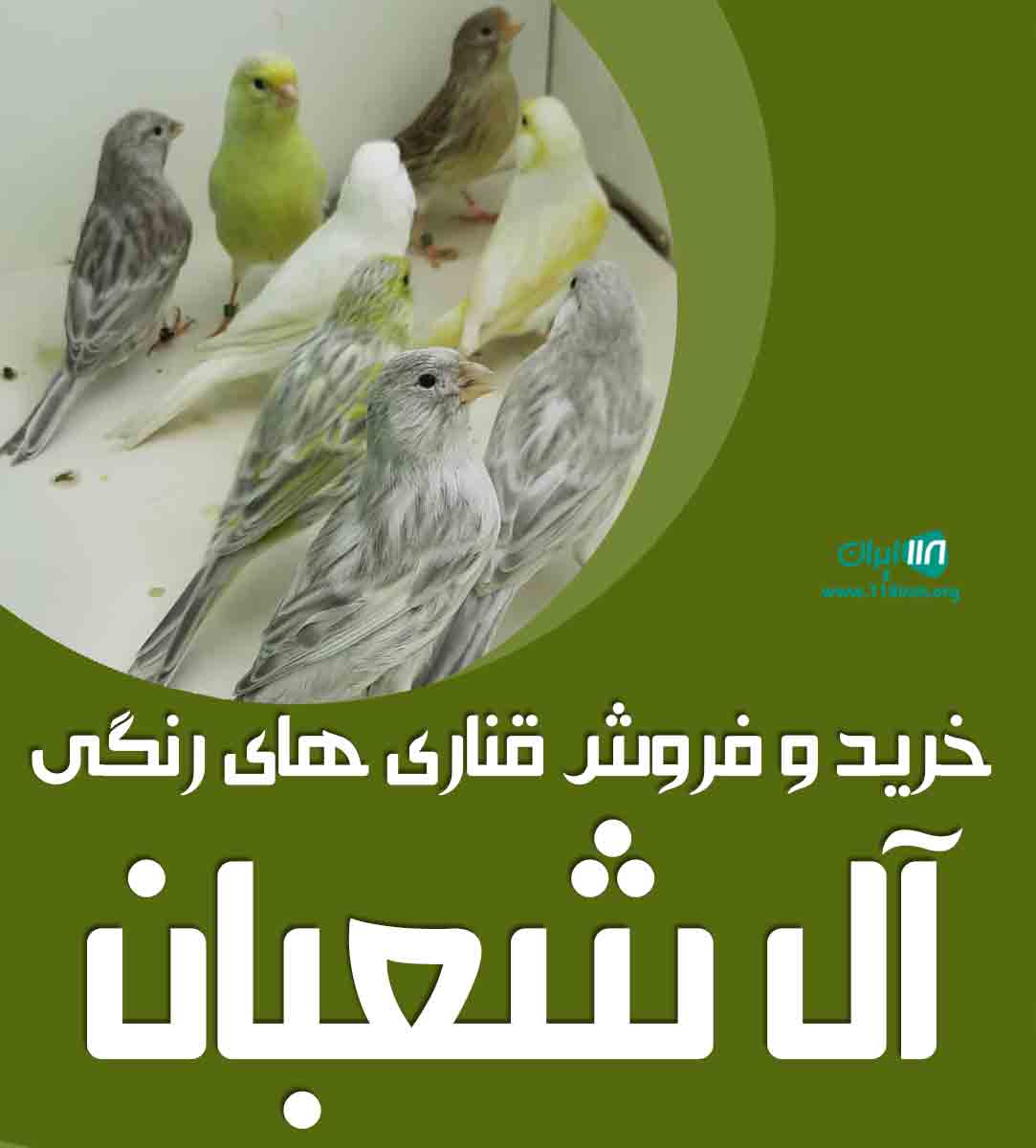 خرید و فروش قناری رنگی آل شعبان در لنگرود خرید و فروش قناری رنگی آل شعبان در لنگرود