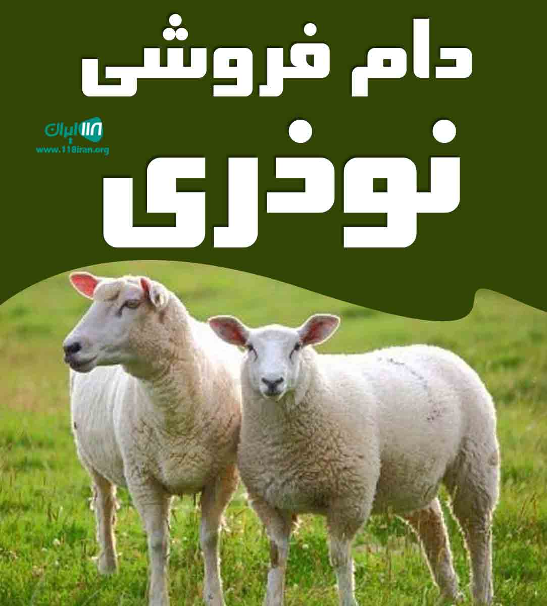 دام فروشی نوذری در اصفهان برسیان دام فروشی نوذری در اصفهان برسیان