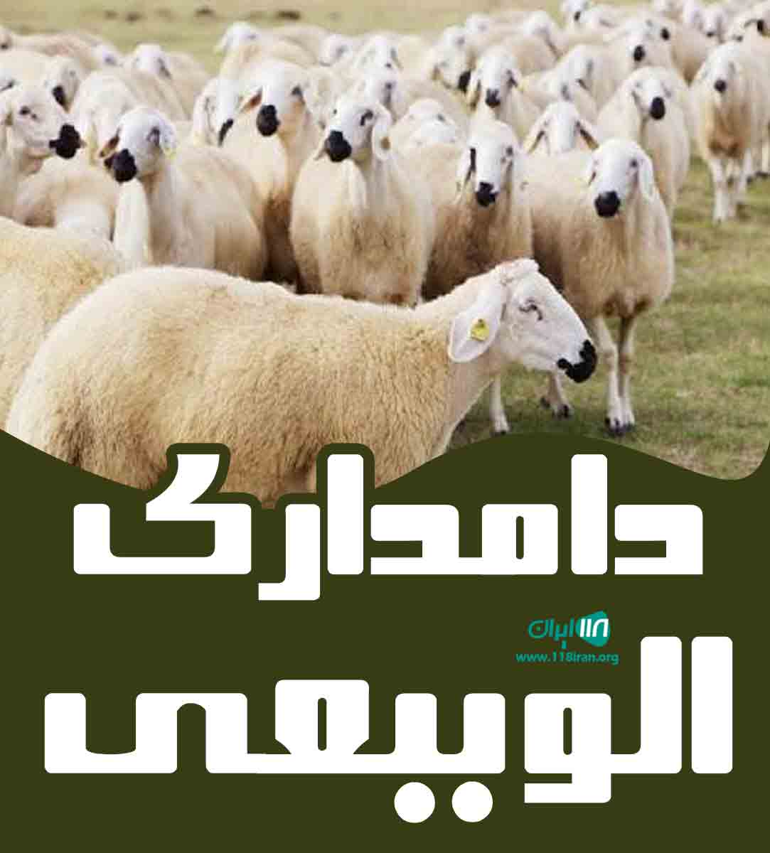 دامداری الو ببعی در اراک