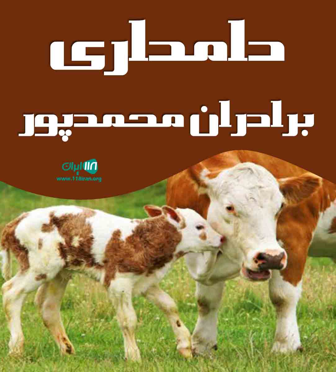 دامداری برادران محمدپور در مهاباد دامداری برادران محمدپور در مهاباد