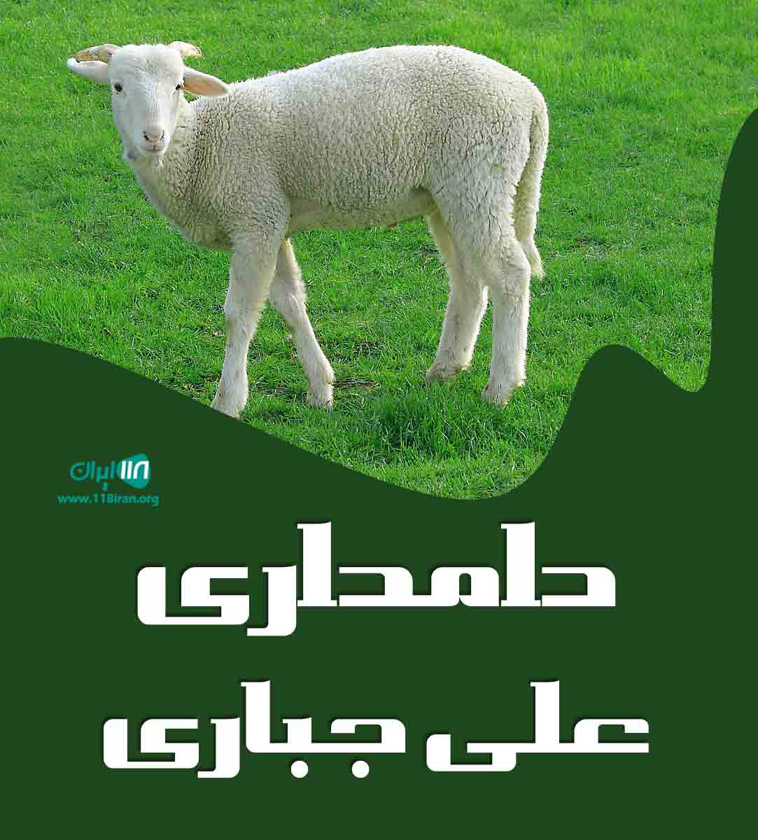 دامداری علی جباری در سنگر گیلان دامداری علی جباری در سنگر گیلان