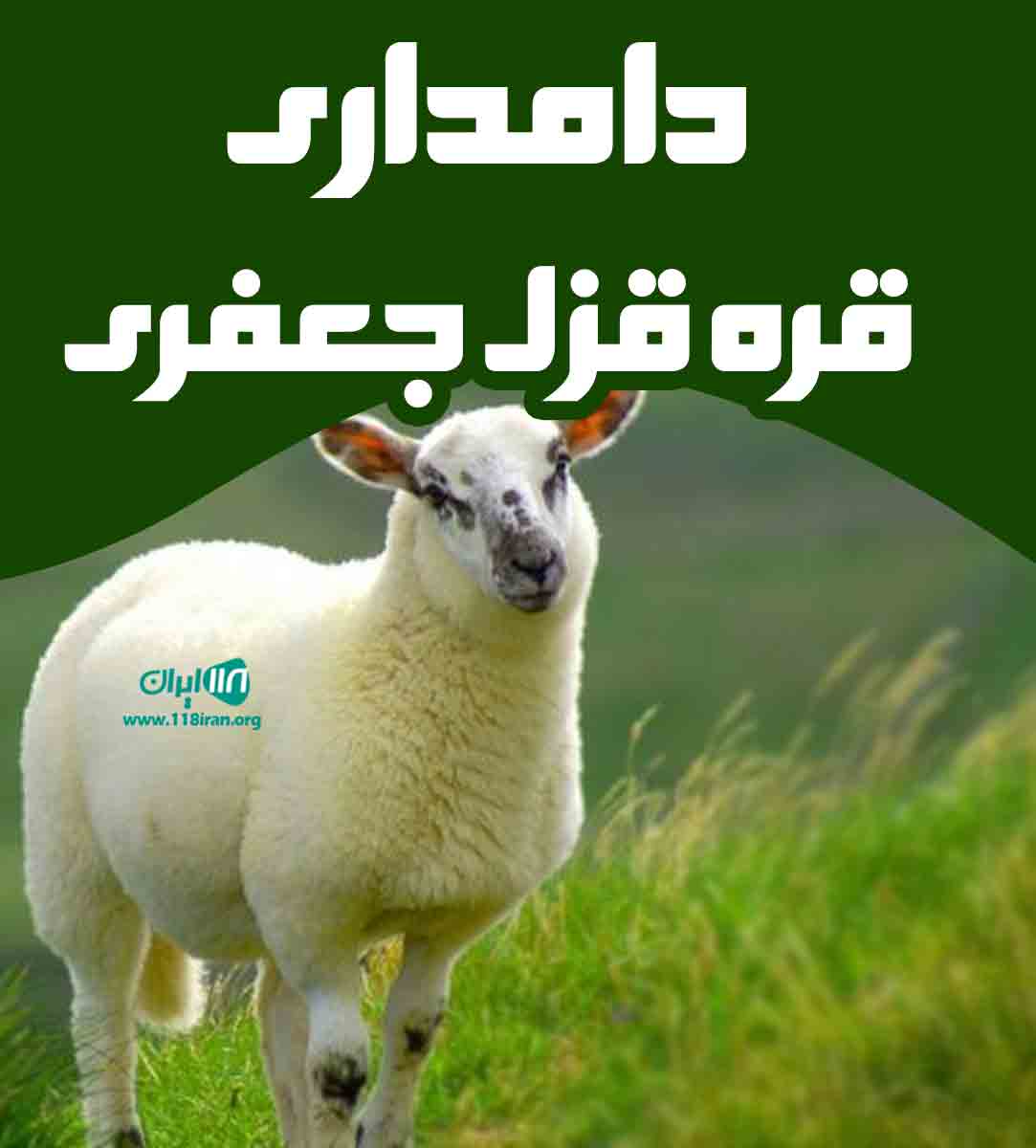 دامداری قره قزل جعفری در میاندوآب دامداری قره قزل جعفری در میاندوآب