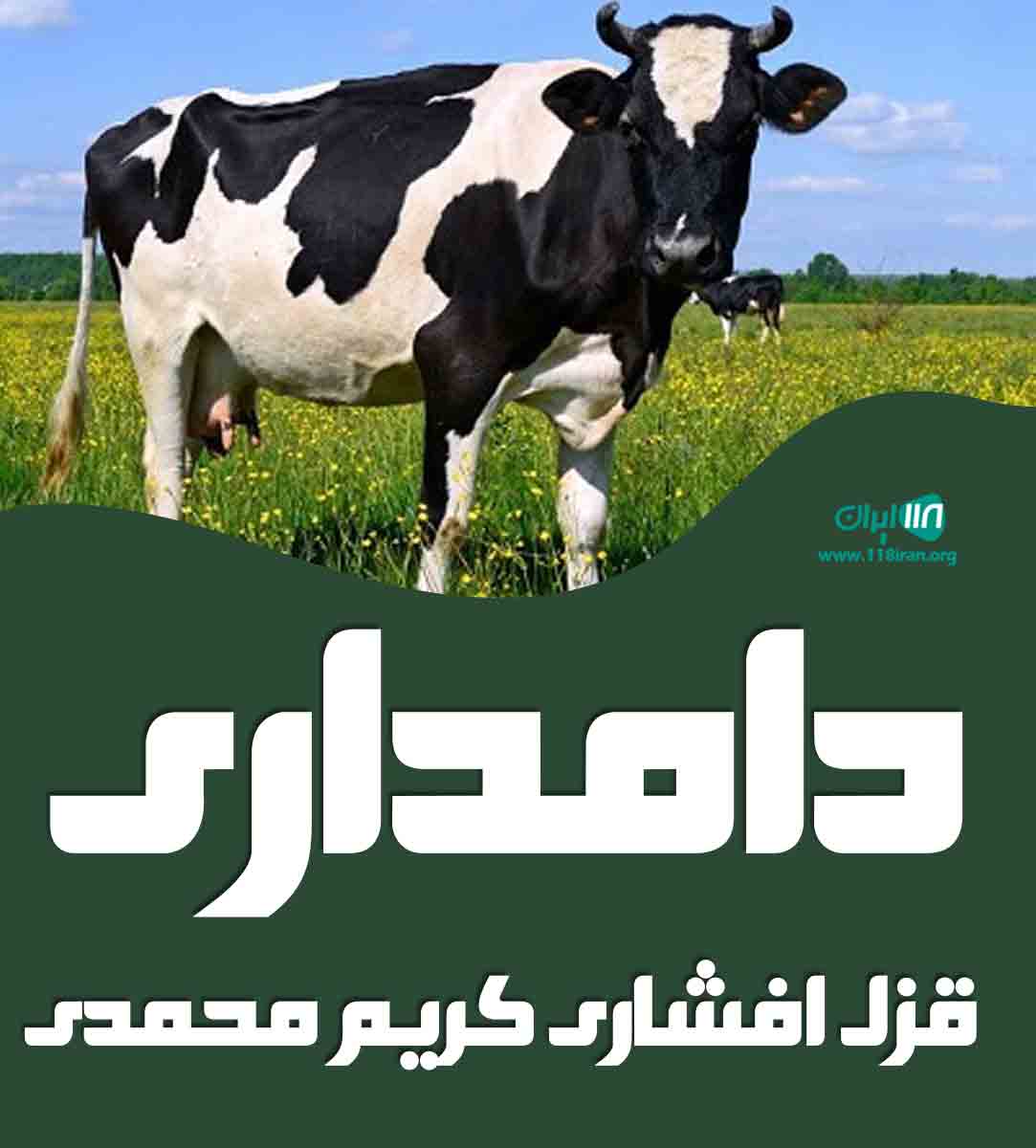 دامداری قزل افشاری کریم محمدی در خدابنده دامداری قزل افشاری کریم محمدی در خدابنده