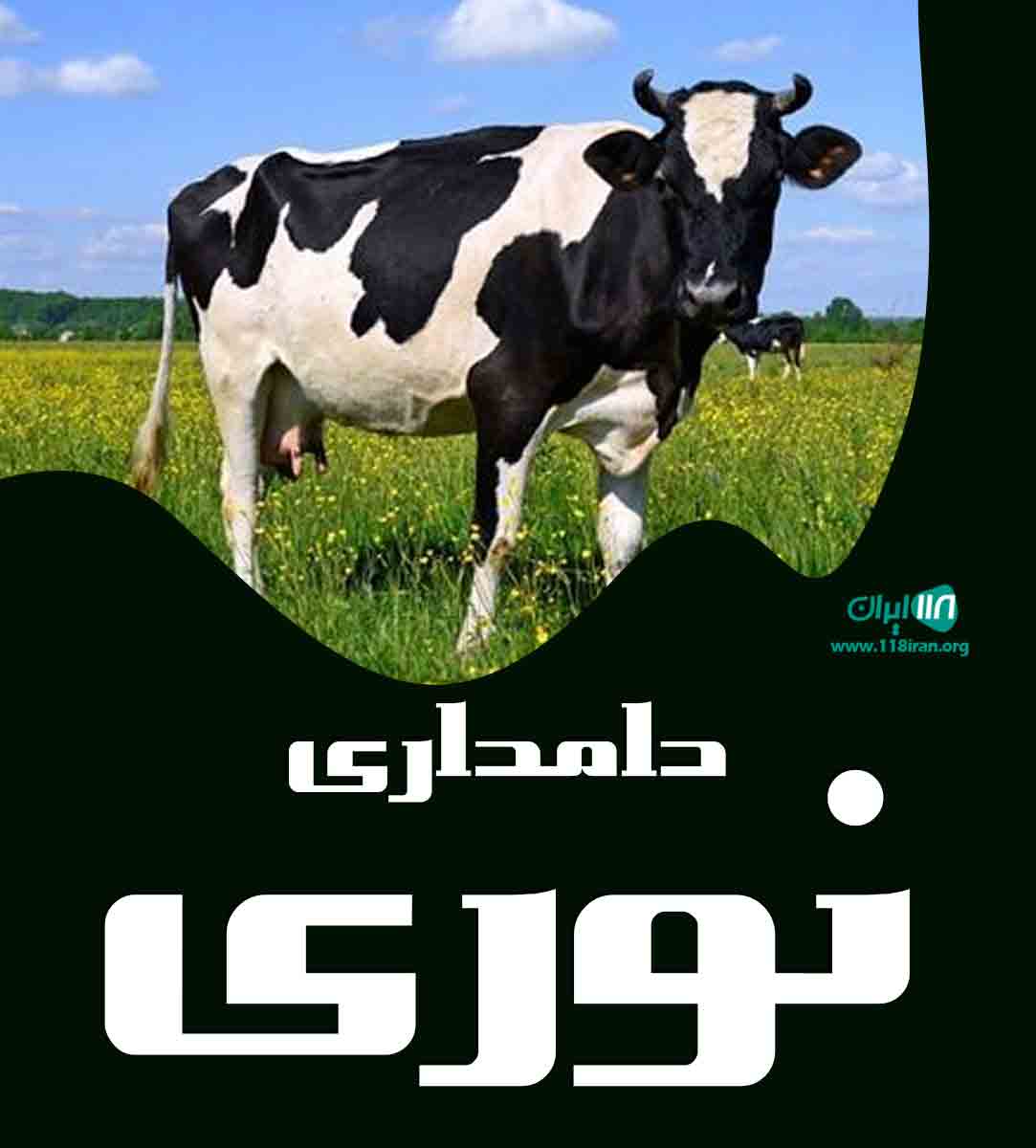 دامداری نوری در بندر ترکمن دامداری نوری در بندر ترکمن