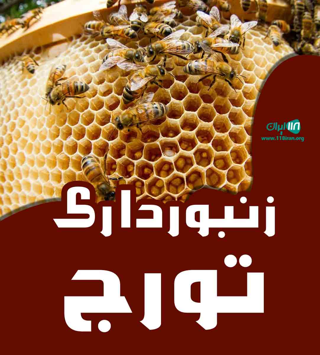 زنبورداری تورج در نورآباد لرستان زنبورداری تورج در نورآباد لرستان