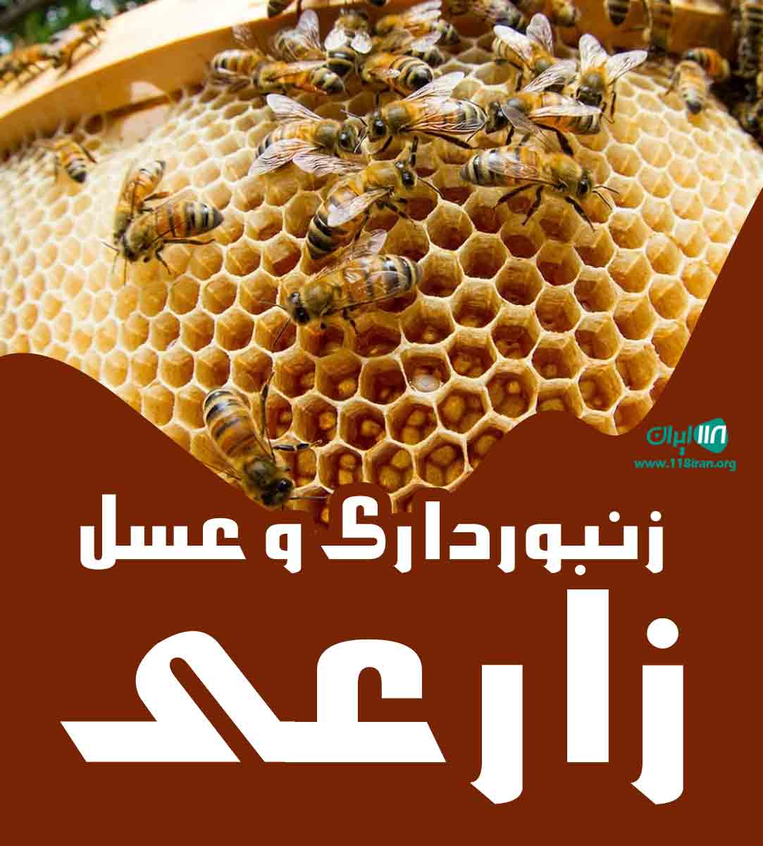 زنبورداری و عسل زارعی در سنقر