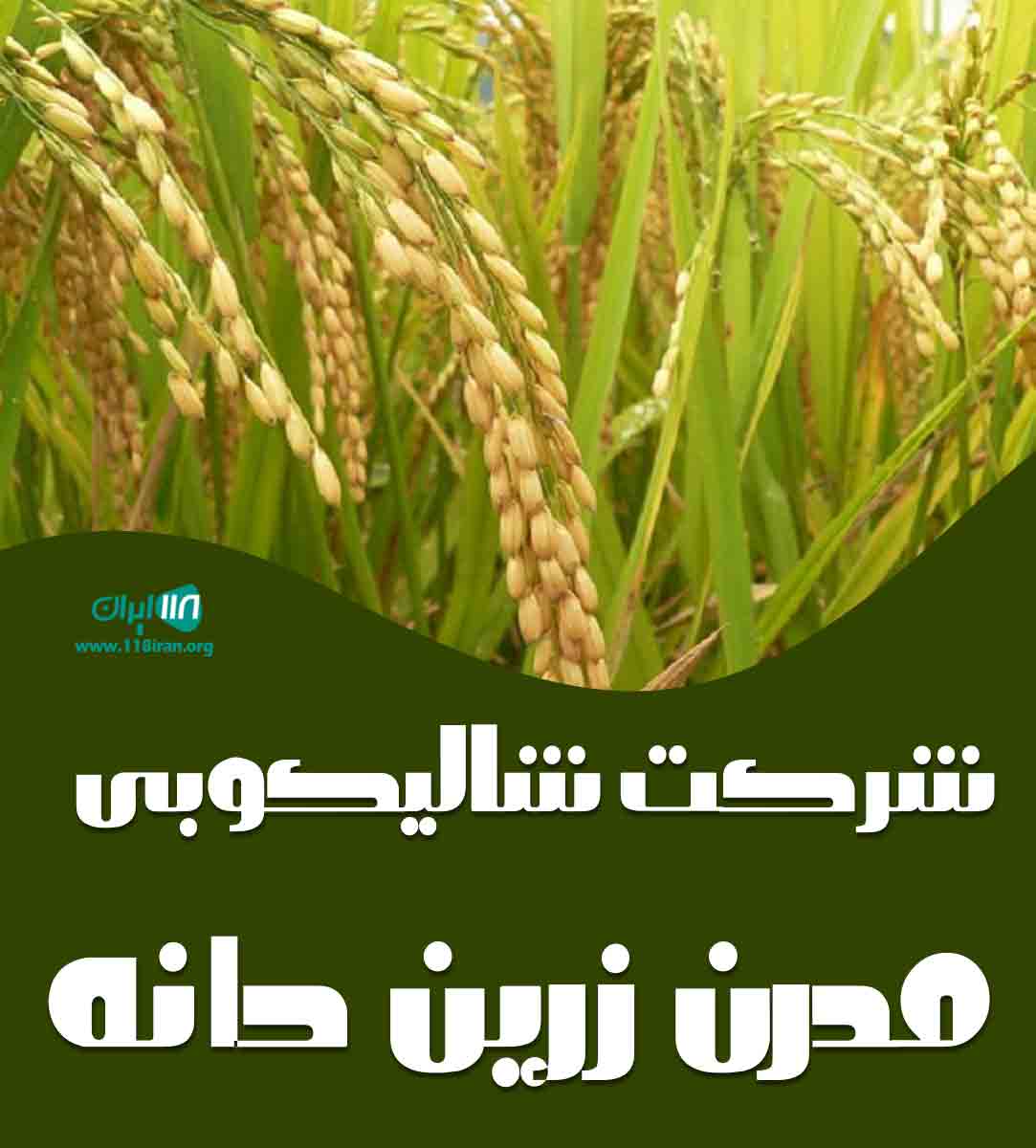 شرکت شالیکوبی مدرن زرین دانه در گرگان شرکت شالیکوبی مدرن زرین دانه در گرگان