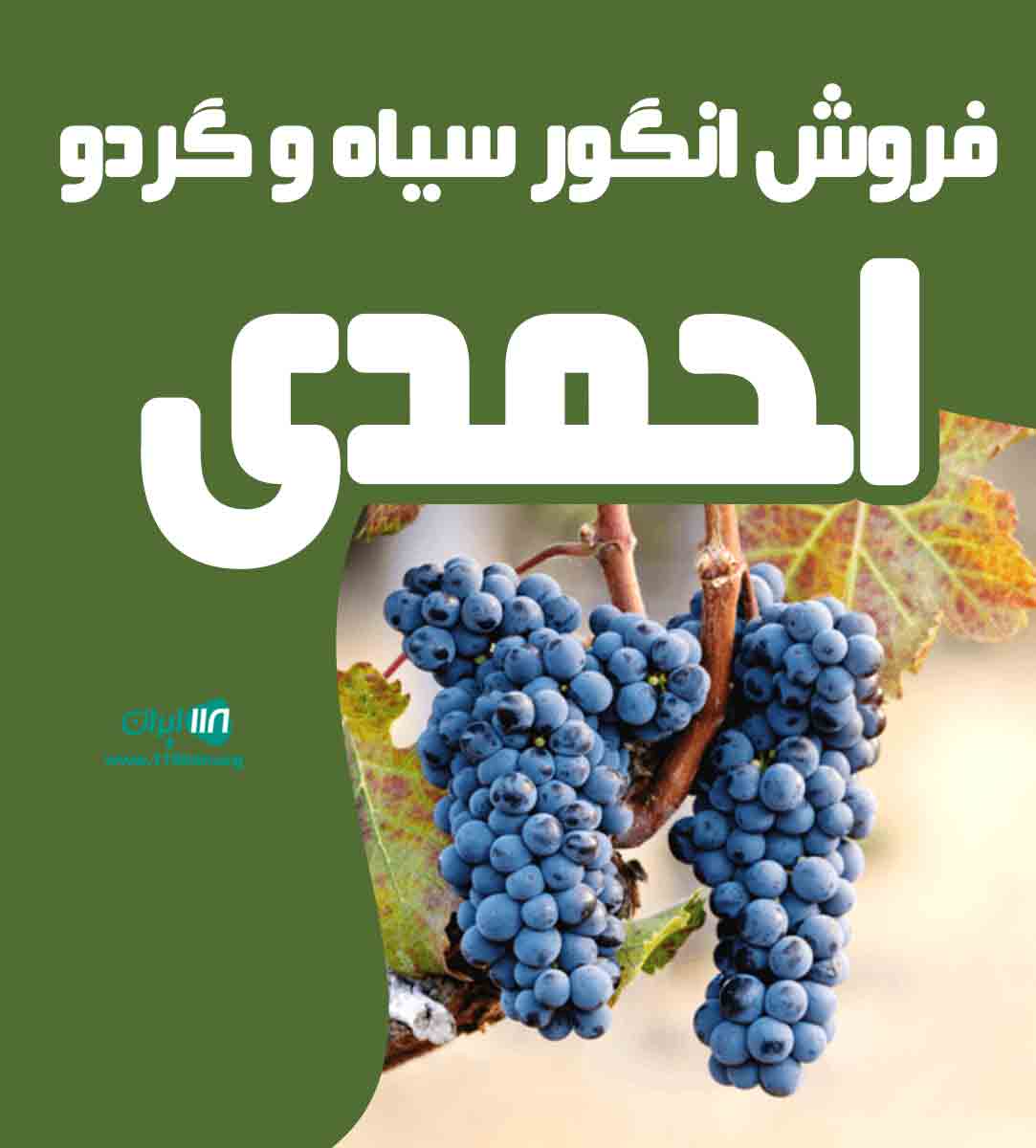 فروش انگور سیاه و گردو احمدی در سردشت