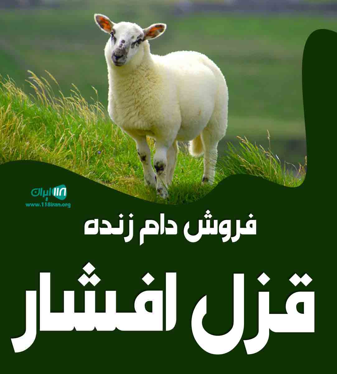 فروش دام زنده قزل افشار در اصفهان فروش دام زنده قزل افشار در اصفهان