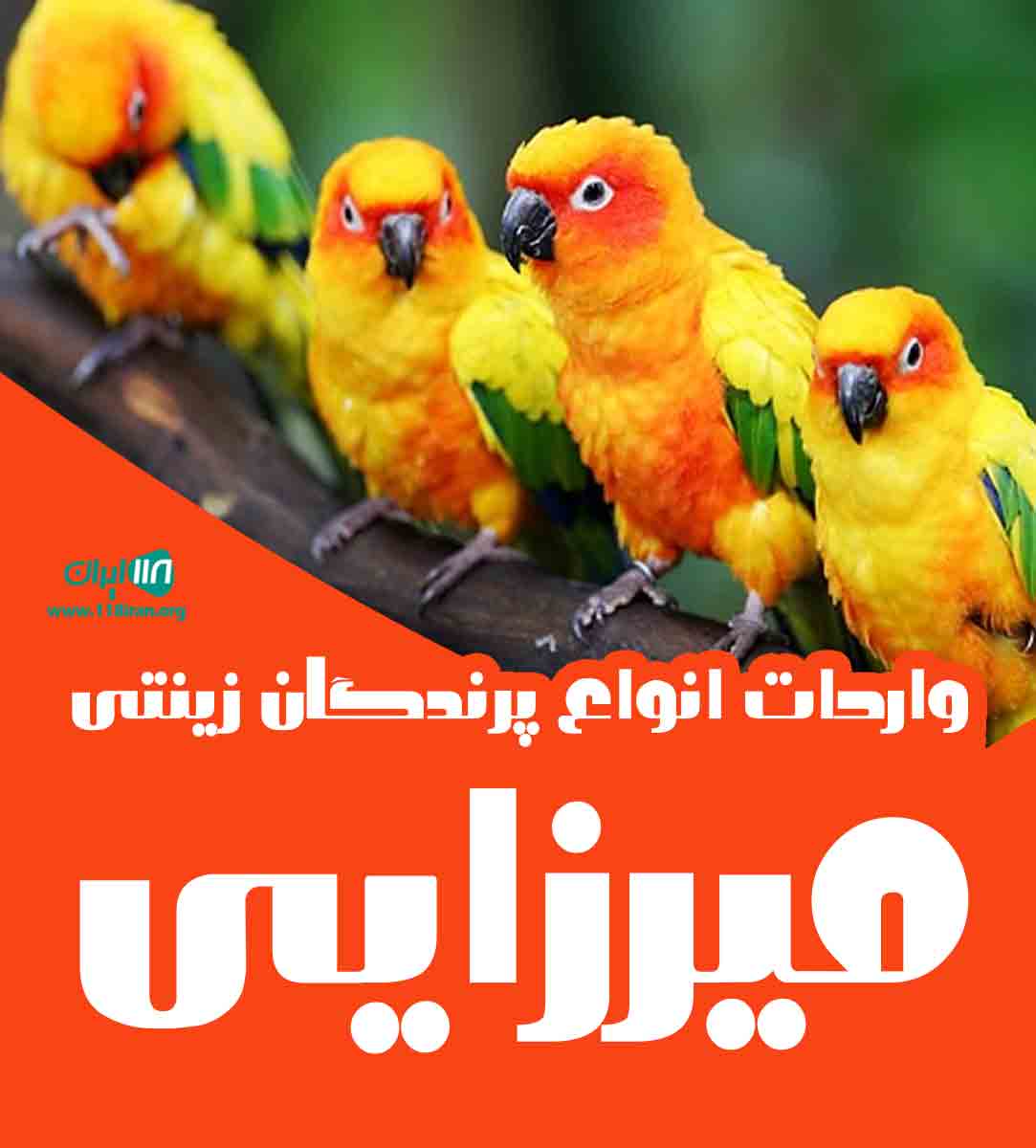 واردات پرندگان زینتی میرزایی در کرمانشاه