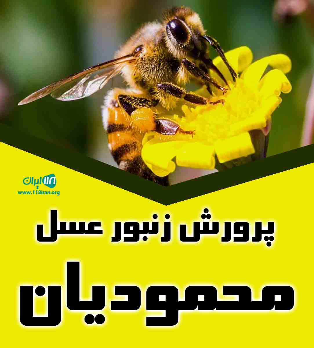 پرورش زنبور عسل محمودیان در ملکان پرورش زنبور عسل محمودیان در ملکان