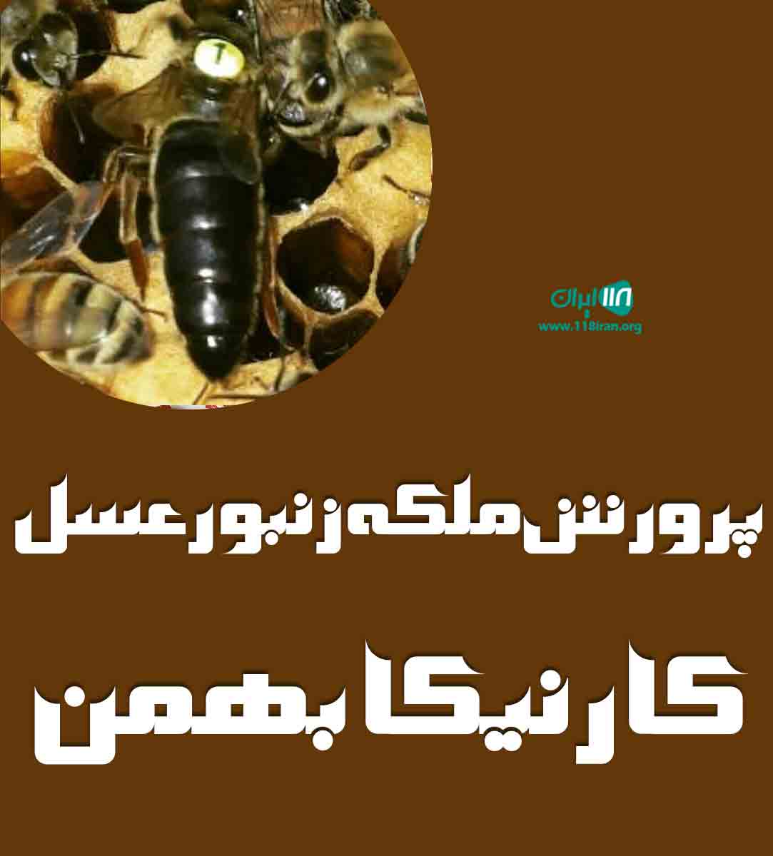 پرورش ملکه زنبور عسل کارنیکا بهمن در بجنورد پرورش ملکه زنبور عسل کارنیکا بهمن در بجنورد