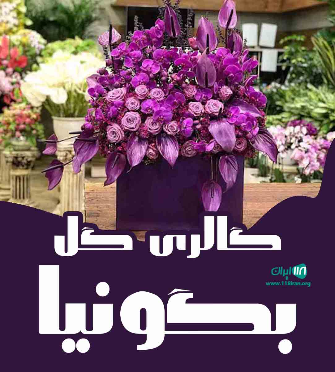 گالری گل بگونیا در بابل گالری گل بگونیا در بابل