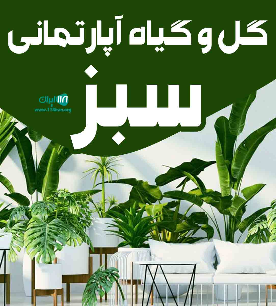 گل و گیاه آپارتمانی سبز در قم گل و گیاه آپارتمانی سبز در قم