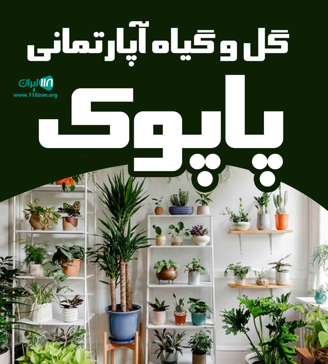 گل و گیاه آپارتمانی پاپوک در تهران گل و گیاه آپارتمانی پاپوک در تهران