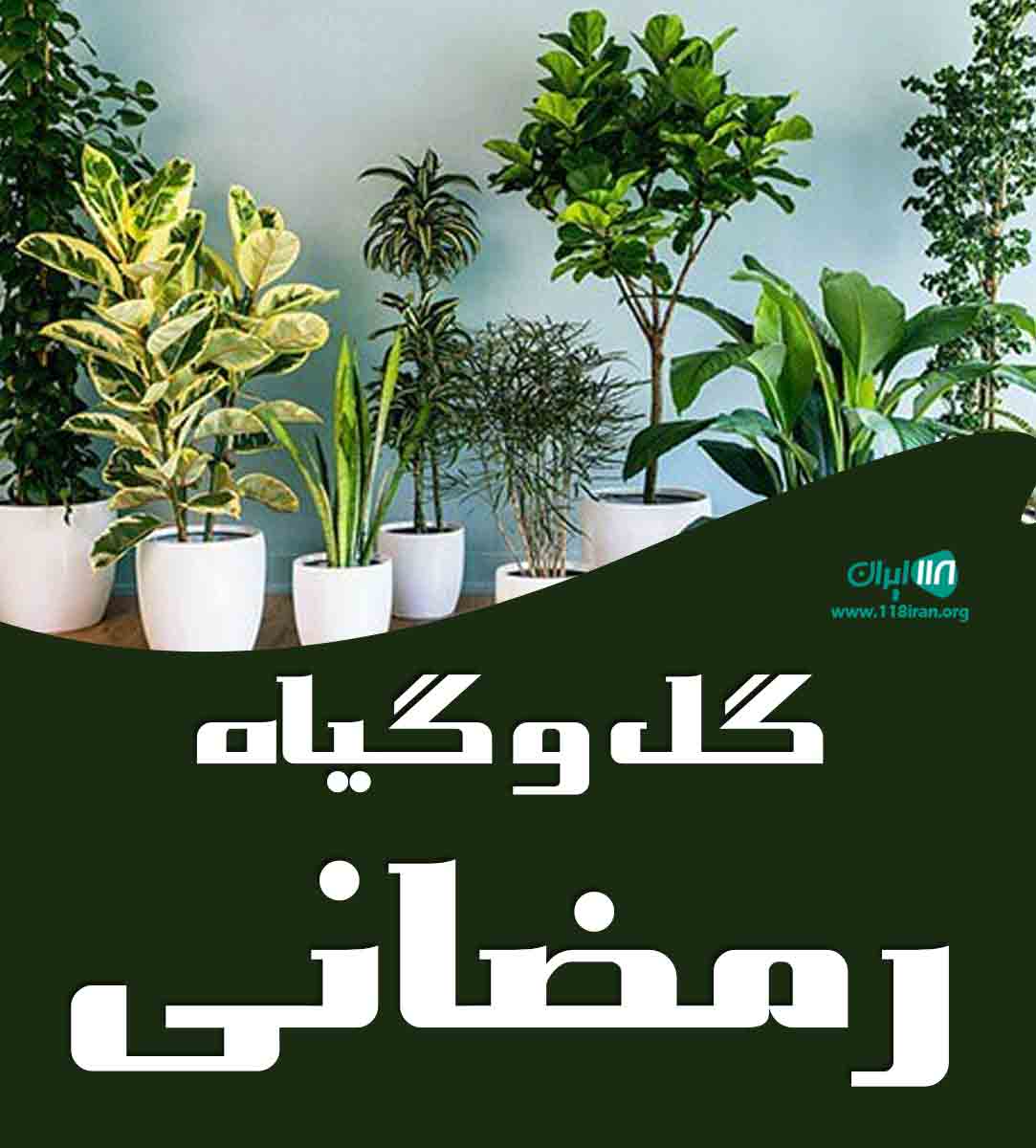 گل و گیاه رمضانی در چابکسر گیلان گل و گیاه رمضانی در چابکسر گیلان