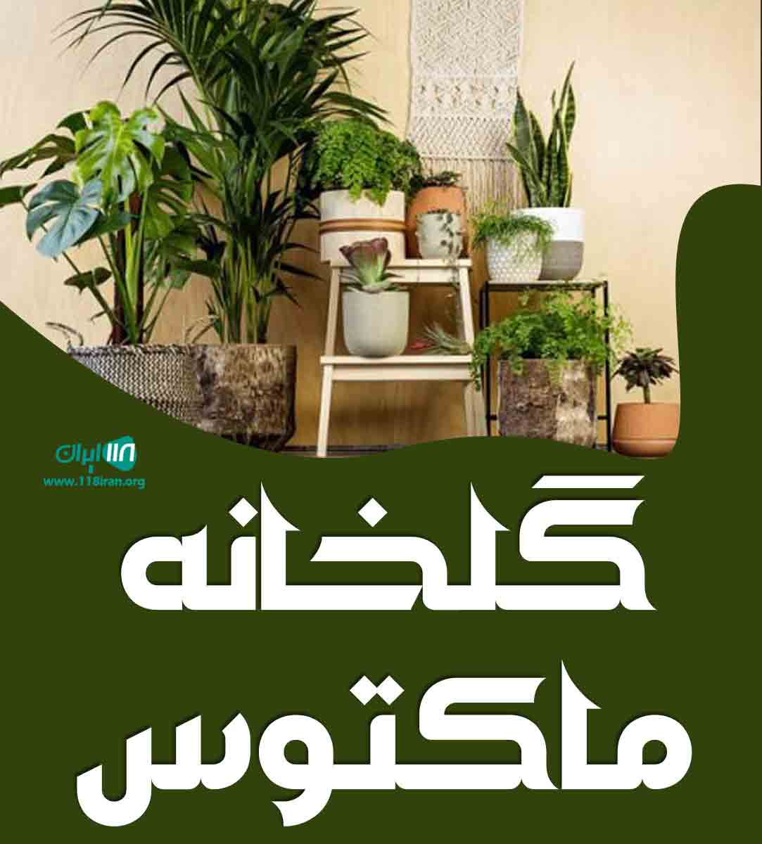 گلخانه ماکتوس در دولت آباد اصفهان