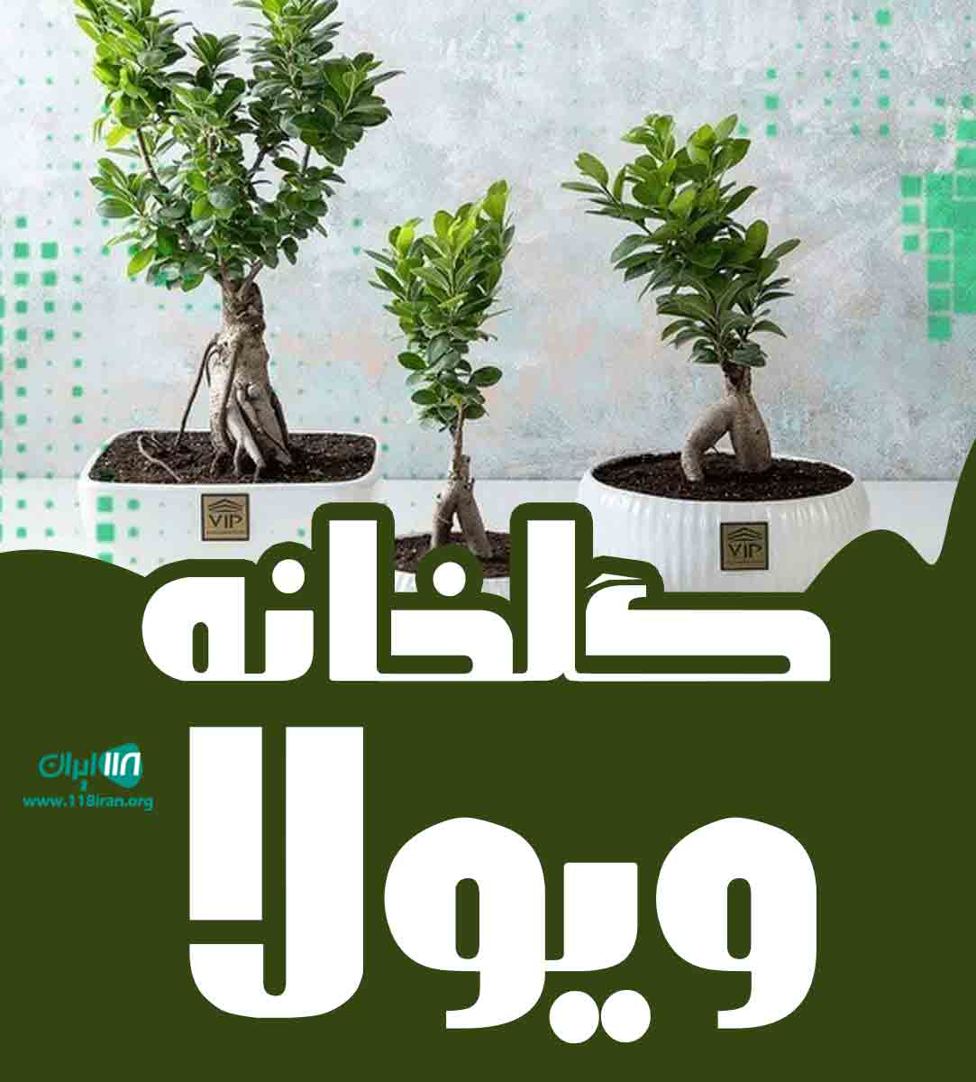 گلخانه ویولا در بهشهر مازندران